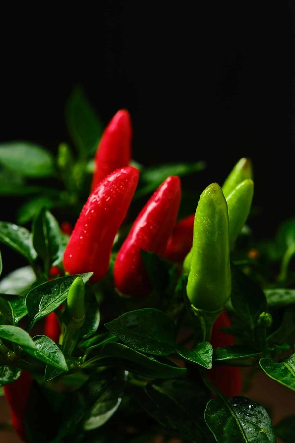 Comment choisir une imprimante photo de haute qualité pour des tirages professionnels ?